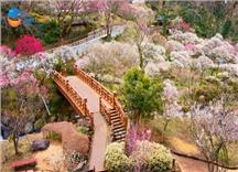 [HCM] Tour Hành Trình Vàng Nhật Bản Mùa Đông Đón Tết Bính Ngọ